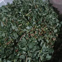 خرفه|خوردنی و آشامیدنی|میانه, |دیوار