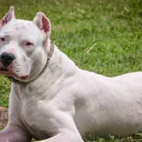 دوگو ارژانتینو نر ۱ساله