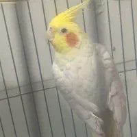 یک جفت عروس هلندی