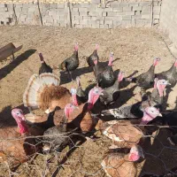 بوقلمون|حیوانات مزرعه|گنبد کاووس, |دیوار