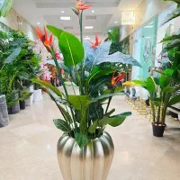 پرنده بهشتی