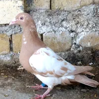 کبوتر کارل میولمنز پلاکی