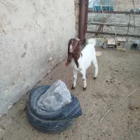 سه تا کهر ه|حیوانات مزرعه|حمیدیا, |دیوار