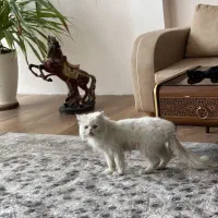 گربه پرشین|گربه|سبزوار, ولیعصر (نجار آباد)|دیوار