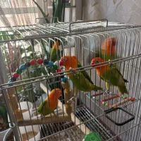 طوطی برزیلی اوپلاین گرین