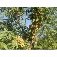 باغ 2 هزار متری|فروش زمین و ملک کلنگی|الوند, |دیوار