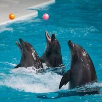 تور کیش نقد و اقساط