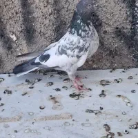 یک جفت کبوتر پاکستانی|پرنده|کرج, باغستان|دیوار