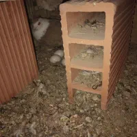 جفت کربلایی|پرنده|کرمان, |دیوار