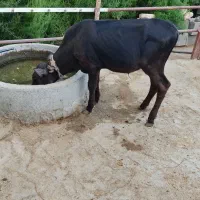گوساله نر یا گاو