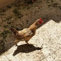 خروس