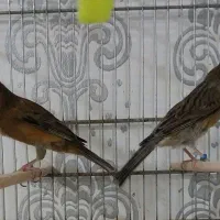 قناری سوخته سرخ