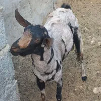 نری|حیوانات مزرعه|خمیر, |دیوار