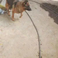 سگ ژرمن ماده|سگ|پاکدشت, پاکدشت (مامازند)|دیوار