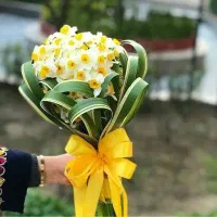 گل نرگس با قیمت مناسب تحویل درب محل