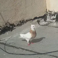 کفتر طوقی کاکولی نرمست