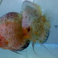 دیسکس از سایز ۲ اینچ تا اورسایز|ماهی|اصفهان, ابر|دیوار