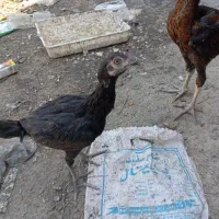 مرغ خروس لاری