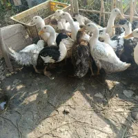 اوردک