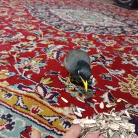 مینا سخنگو|پرنده|تربتحیدریه, حاجی یار|دیوار