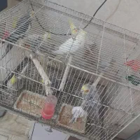 معاوضه|پرنده|مشهد, رده|دیوار