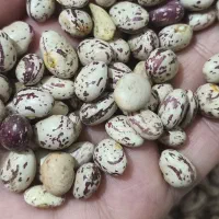 لوبیا چیتی برداشت امسال|خوردنی و آشامیدنی|اهواز, بهارستان|دیوار