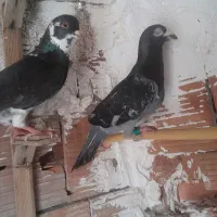 کفتر|پرنده|گرگان, |دیوار