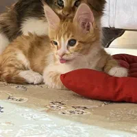 واگذاری گربه