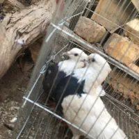 یک جفت طوقی و یدونه خرقه معاوضه با نقش|پرنده|شاهینشهر, پاسداران|دیوار