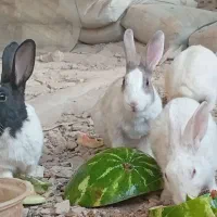 خرگوش نر وماده