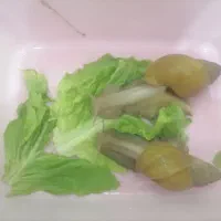 حلزون آچاتینا بالغ