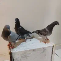 جوجه کبوتر مسافتی ( پلاکی)|پرنده|رباطکریم, رباطکریم|دیوار