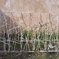 حفاظ شاخه گوزنی