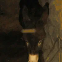 فروش الاغ مادیان جوان یک ونیم ساله درمرند|حیوانات مزرعه|مرند, |دیوار