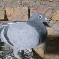 کبوتر پلاکی مسافتی بازرگان نشسته|پرنده|گناباد, |دیوار