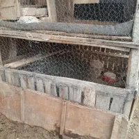 قفس دو طبقه