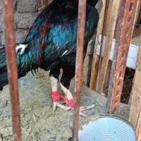 جوجه یک سال