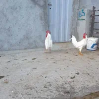 سالم خروس|حیوانات مزرعه|سیلاخور, |دیوار