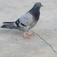 کبوتر|پرنده|گمیشان, |دیوار