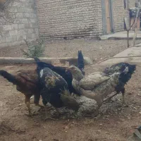 فروش 6 عدد مرغ و خوروس لاری