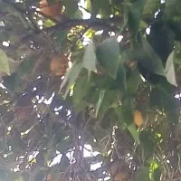 نارنج شیراز