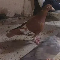 سرخ سه رگ ماده
