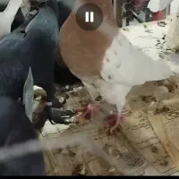 کفتر|پرنده|بستان آباد, |دیوار