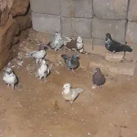 کفتر