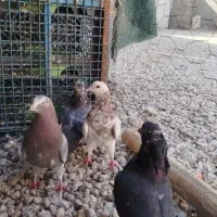 کبوتر پرشی|پرنده|خورموج, |دیوار