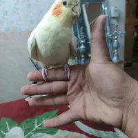 گمشده عروس هلندی لوتینو دستی فقط ۸۵۰