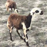 بره اصل بروجردی یکیش قوچ خورده|حیوانات مزرعه|سیمین شهر, |دیوار