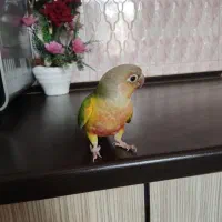 طوطی گرینچیک دستی نر