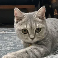 گربه|گربه|شاهین‌شهر, پاسداران|دیوار