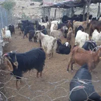 ۲۵ بز و۲۵ چپش جوان و داشتی